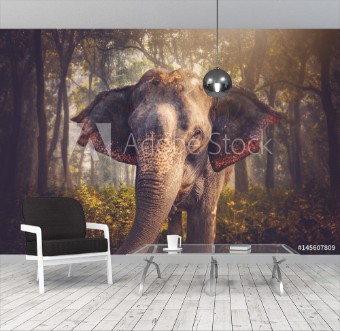 Picture of Elephants in Chitwan